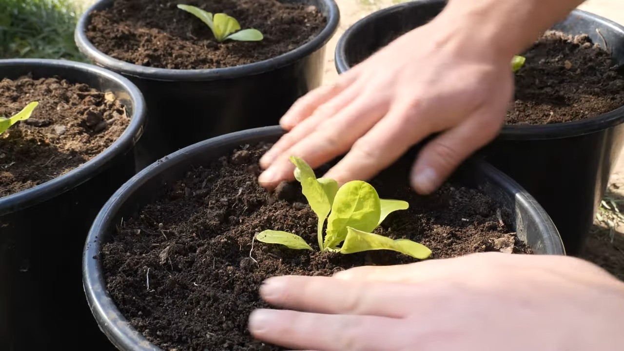Grow Lettuce in Pots