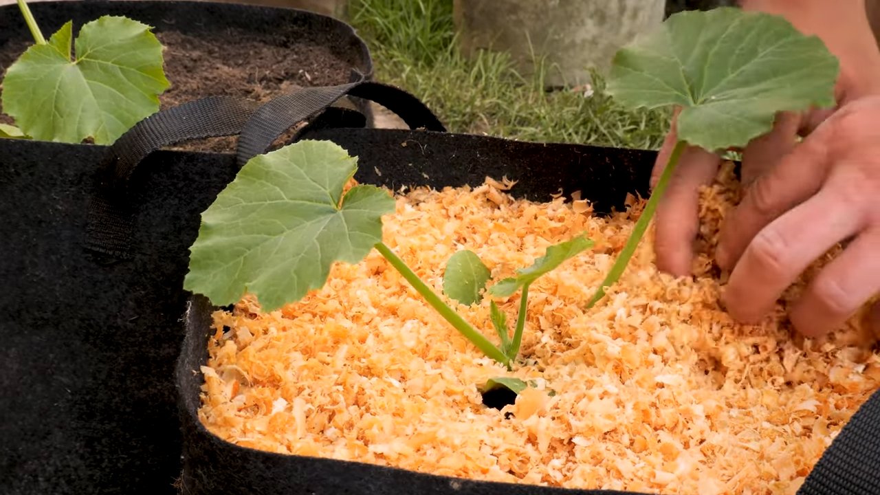 Grow Zucchini in Bags