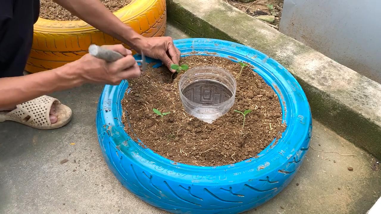 Grow Delicious Melons Backyard