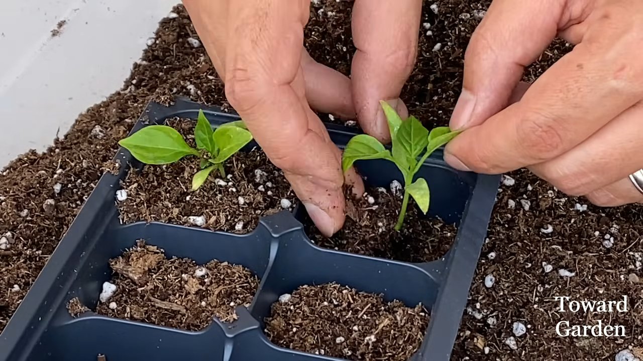 Growing Bell Peppers Small Pots
