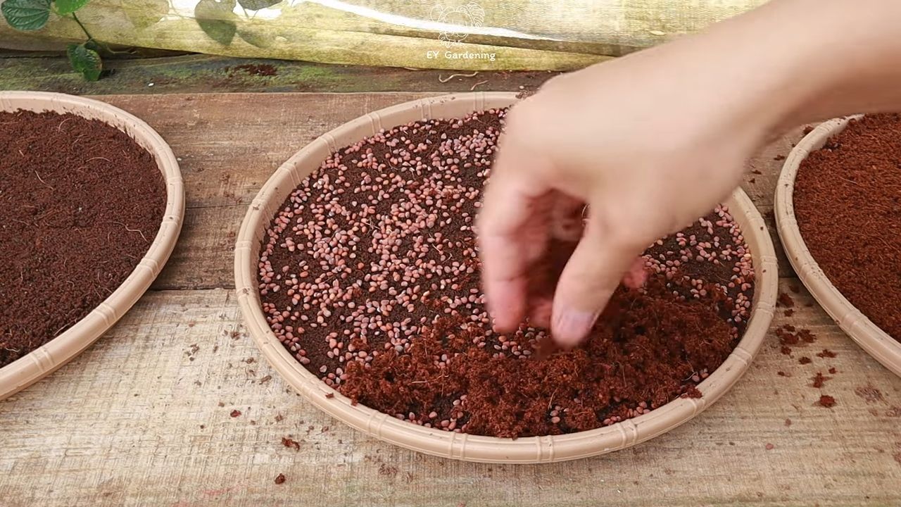 Sprouting seeds indoors beginner