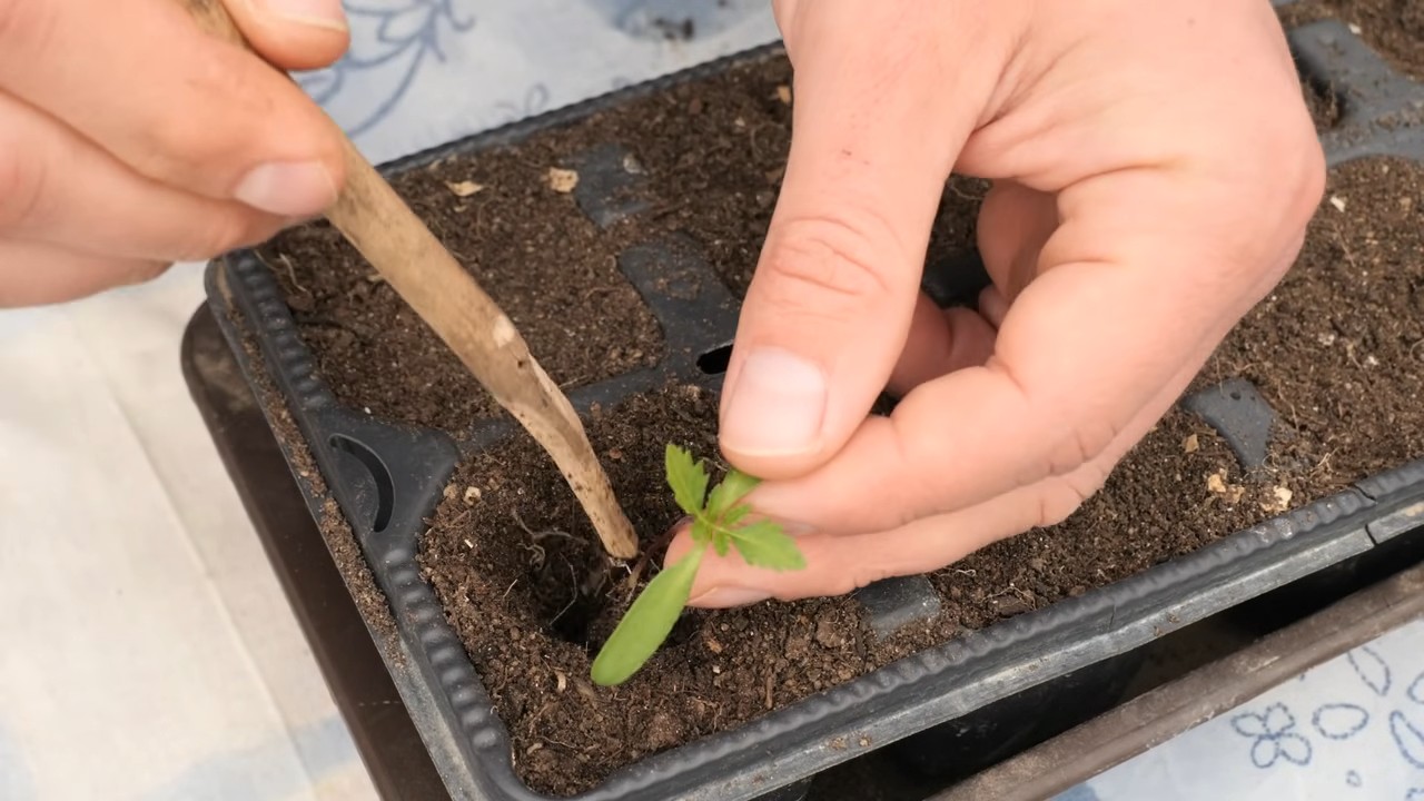Growing Marigolds from Seed