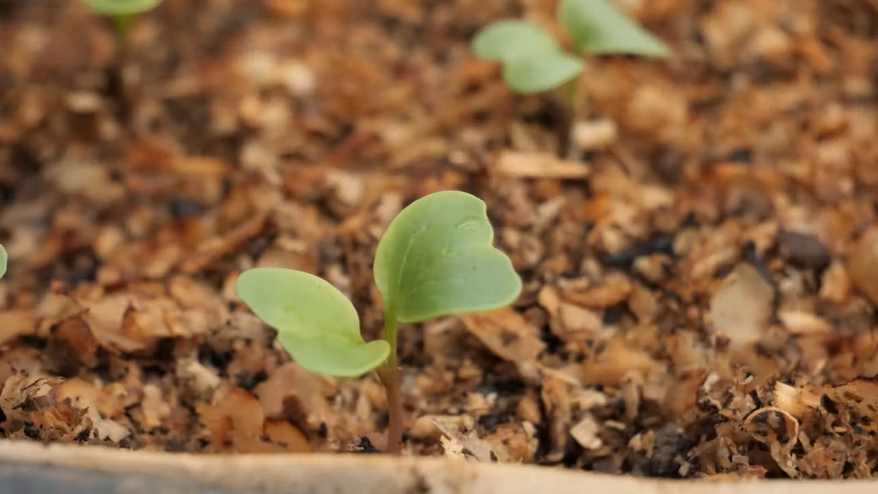 Radish companion planting for yield