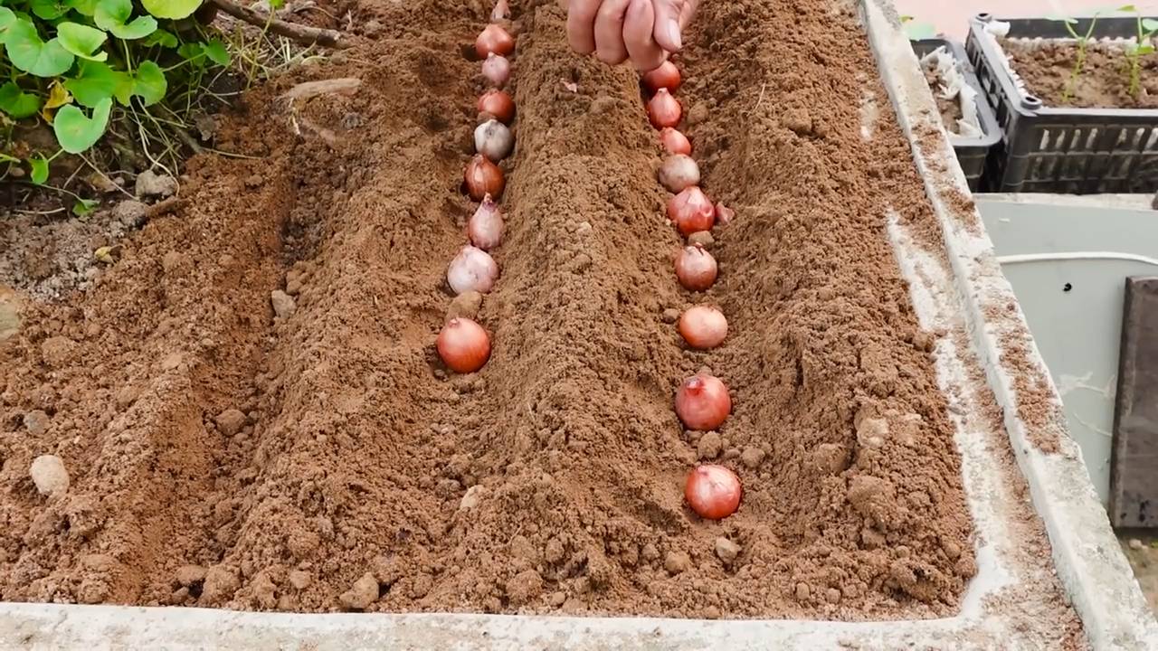 Growing green onions indoors