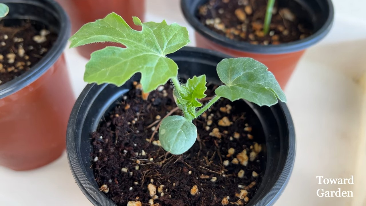 Watermelon planter setup