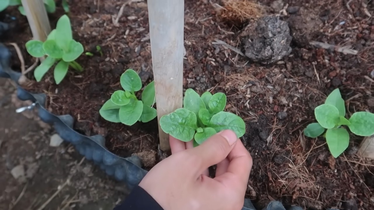 Grow Spinach at Home Fast