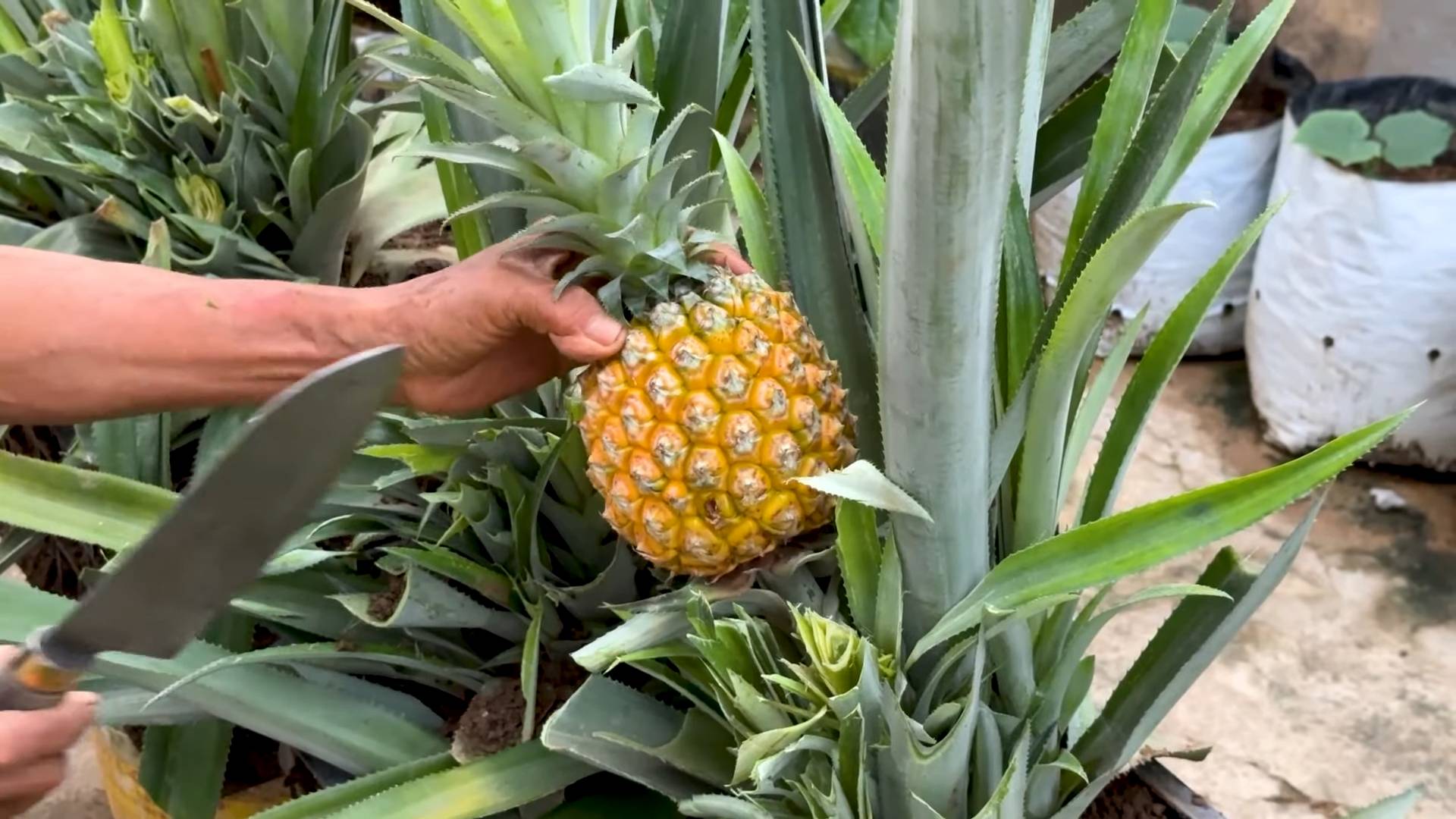 Grow pineapples backyard
