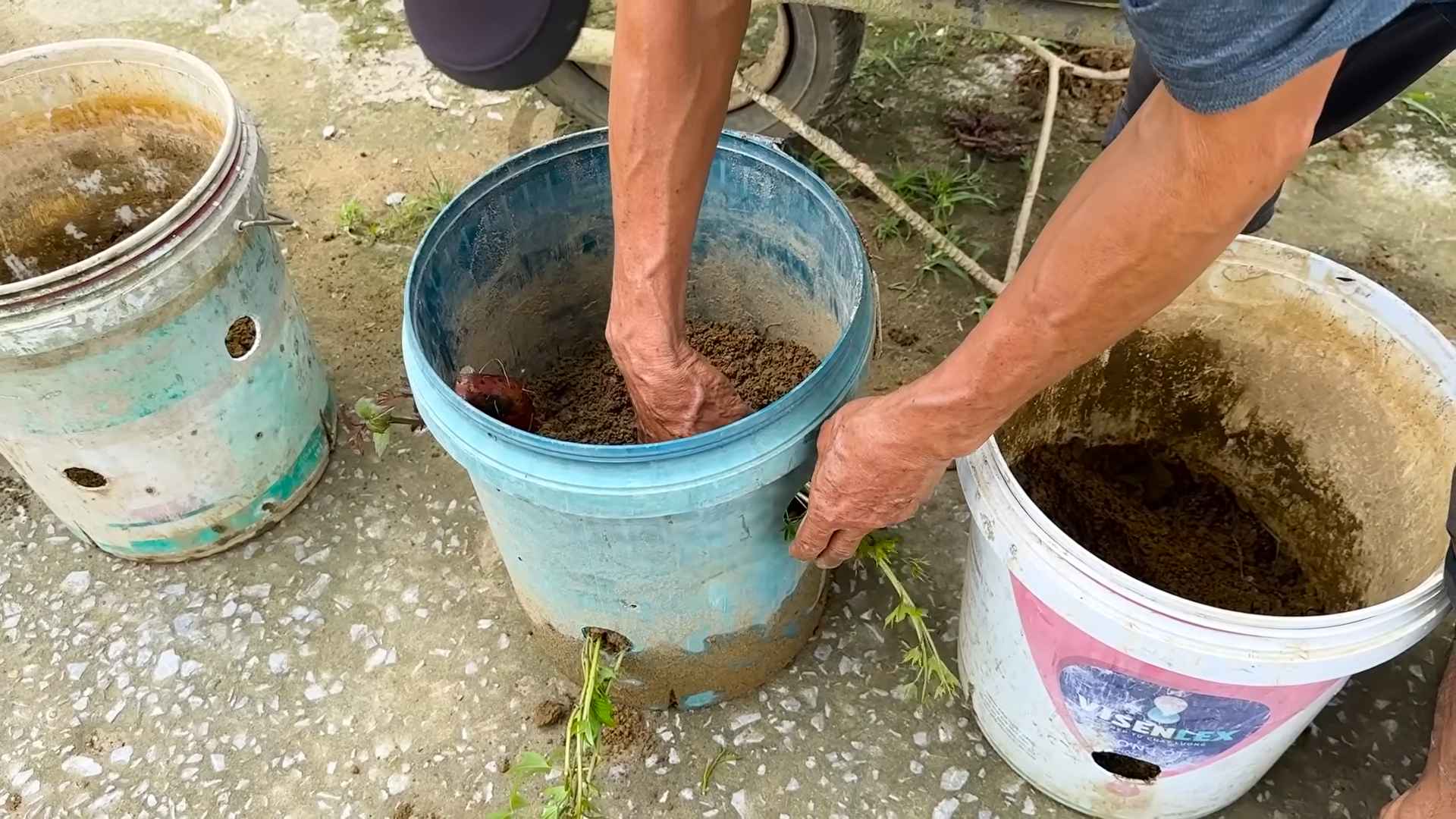 Sweet Potato Growing Tips