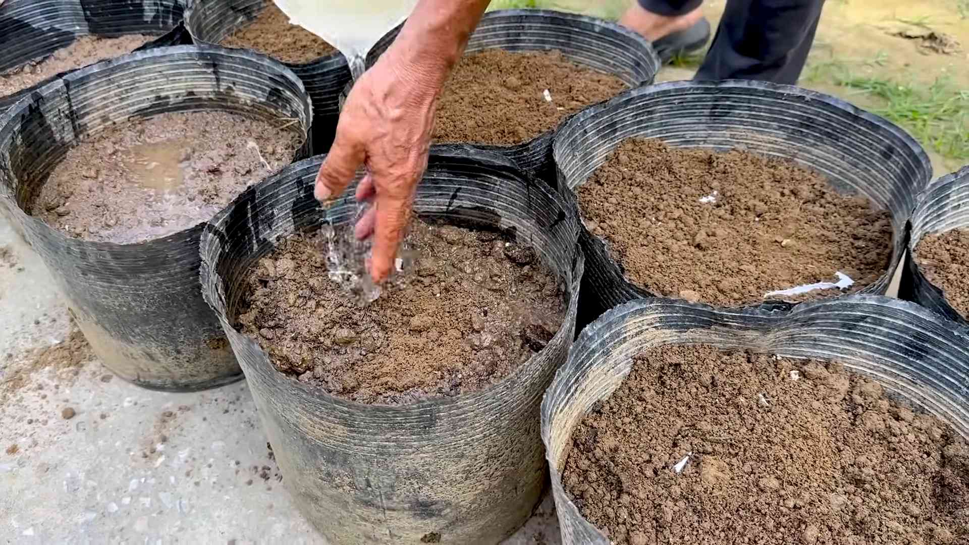 Growing beans successfully