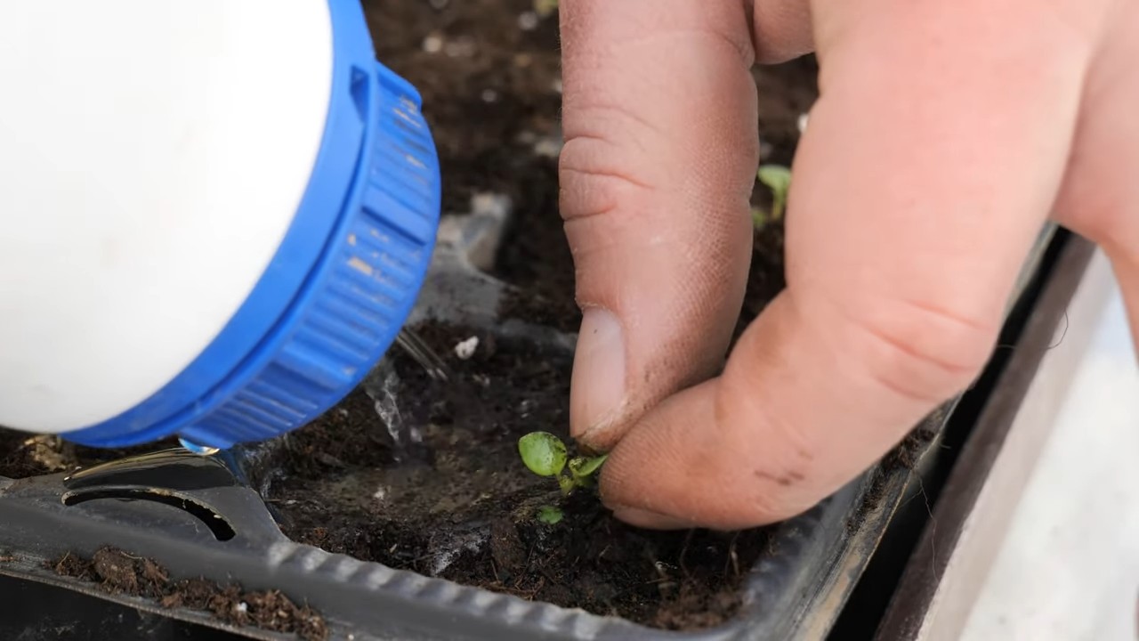 Grow Oregano Indoors