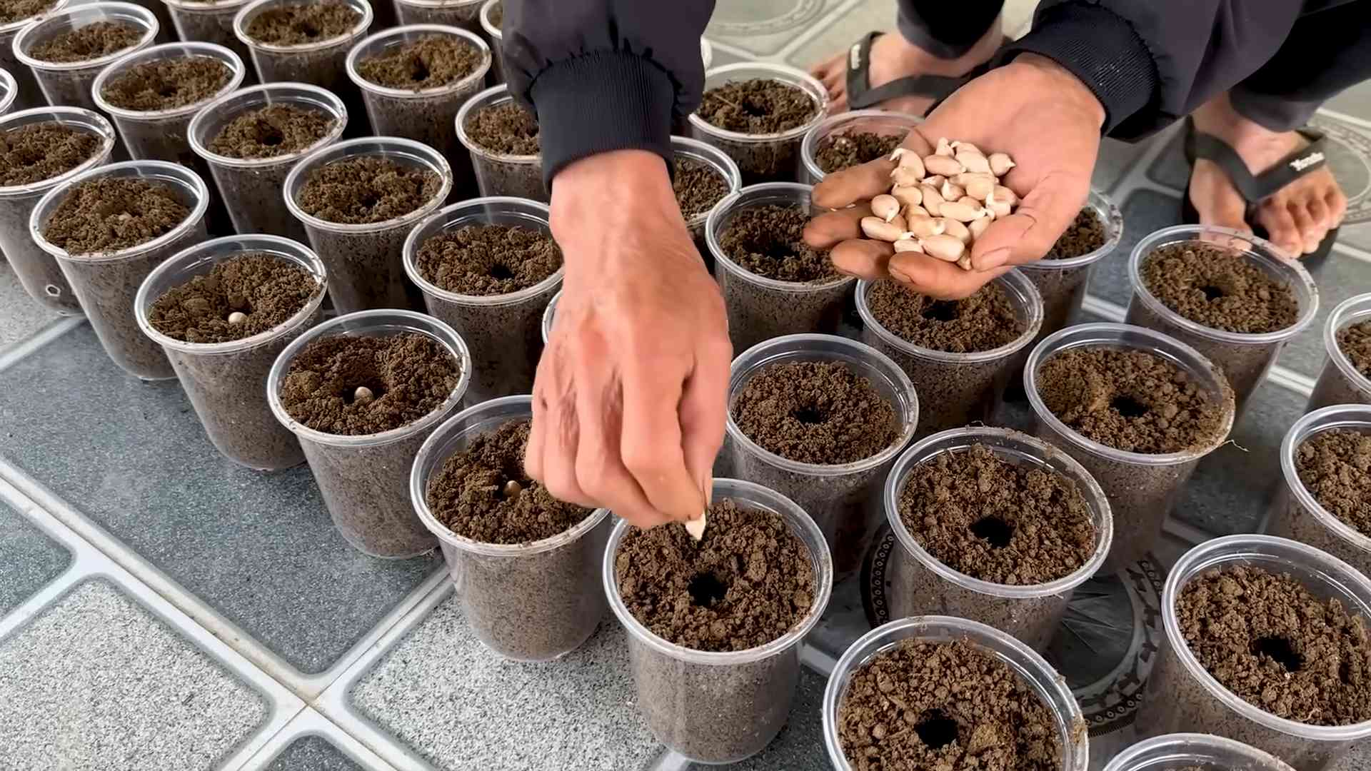 Growing peanuts indoors