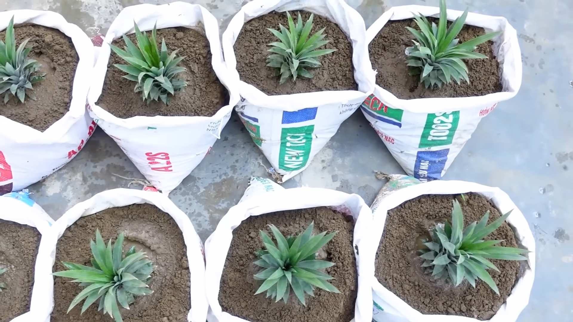 Planting Pineapple Successfully