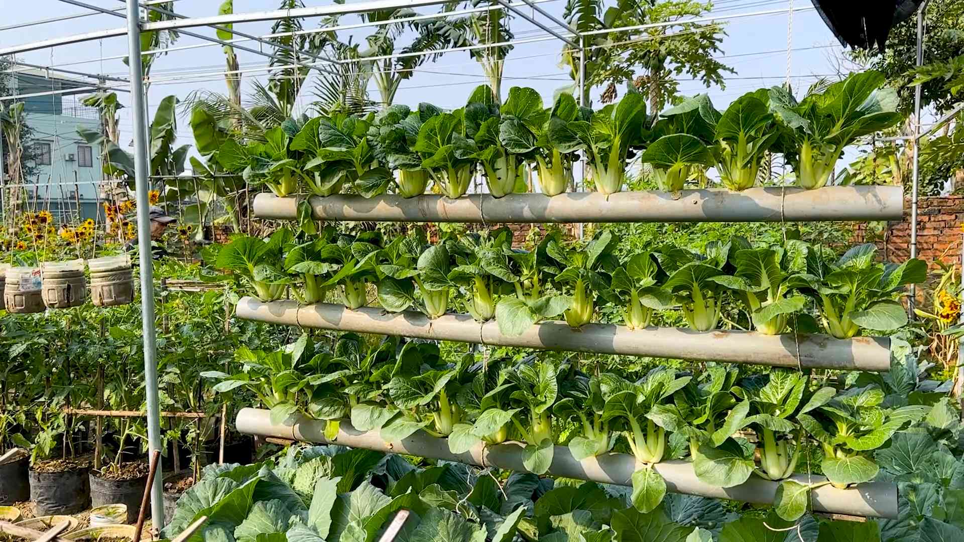 Balcony Bok Choy Growing Tips