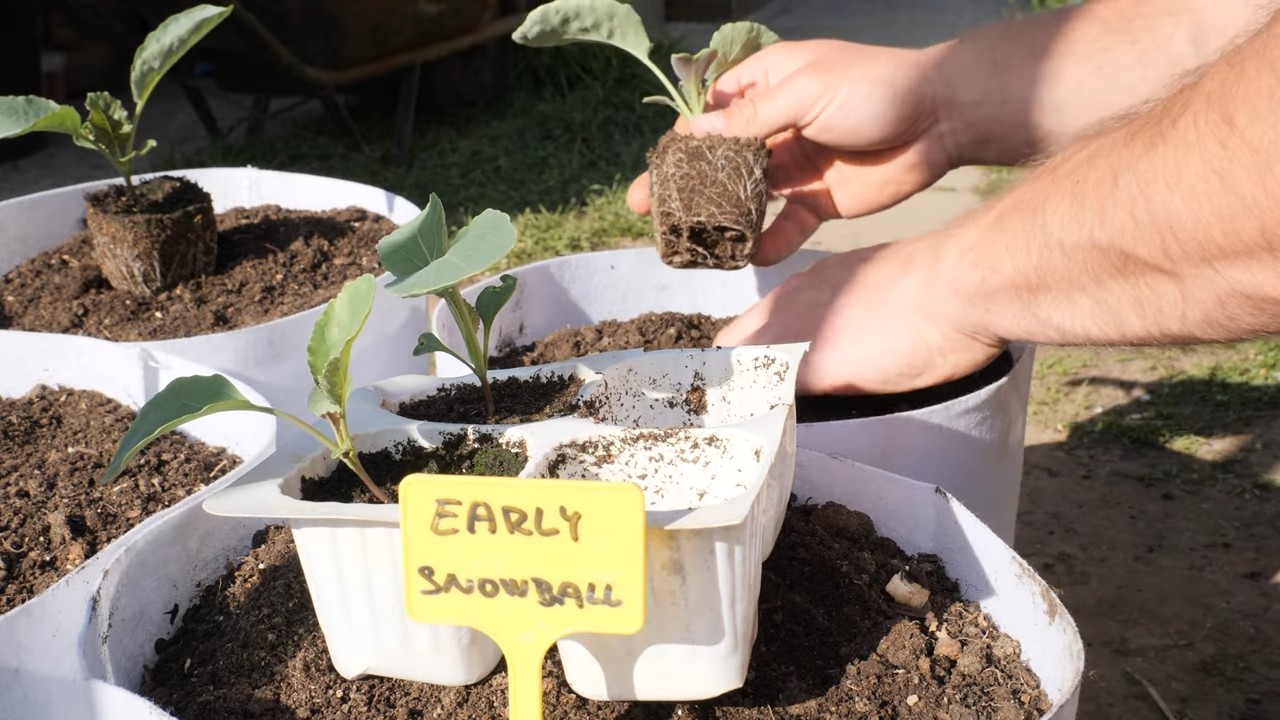 Growing Cauliflower at Home