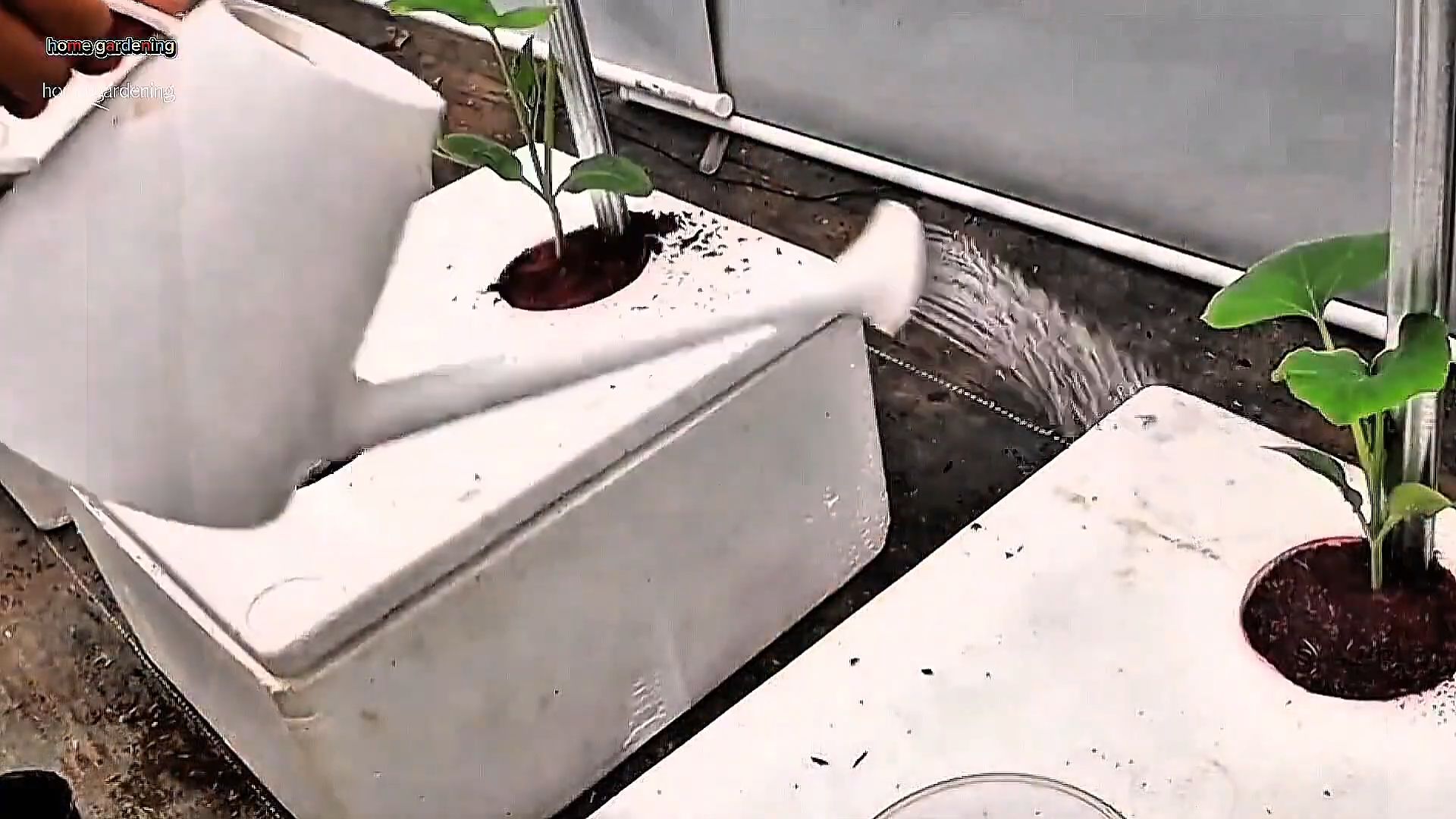 Growing squash styrofoam trick