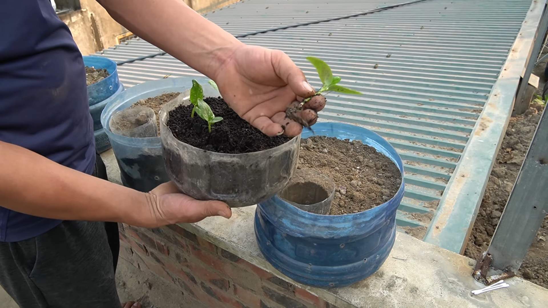 Recycle plastic pots cucumbers