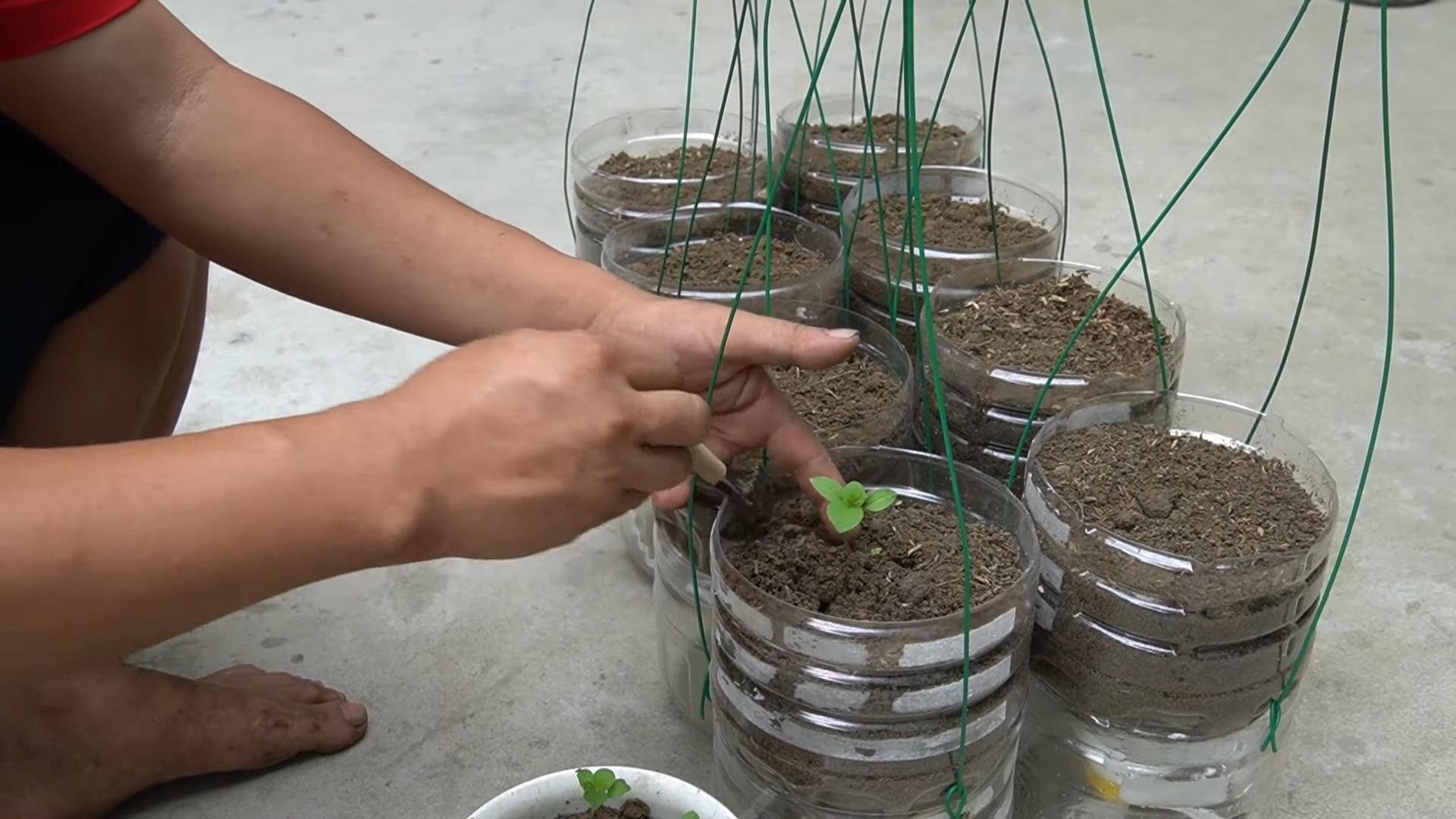 Bottle gardening eggplant
