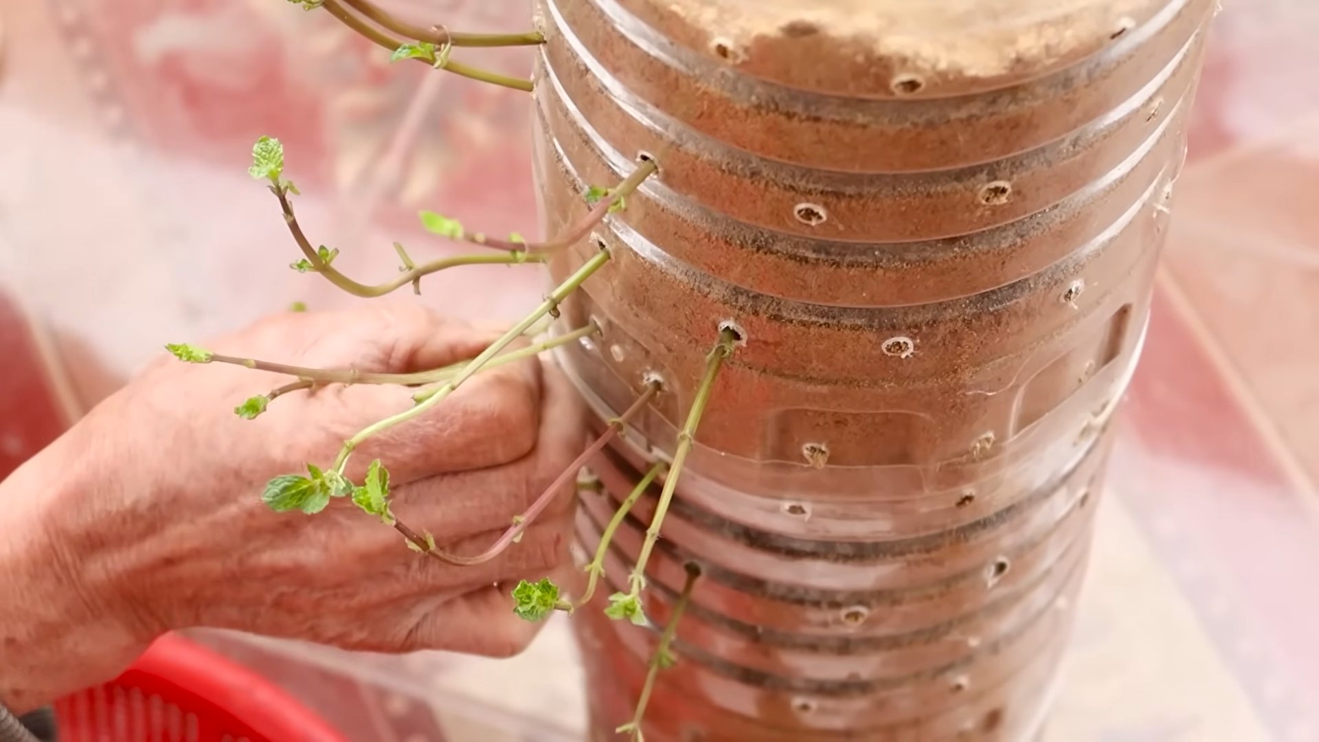 Indoor Oregano Growing Tips