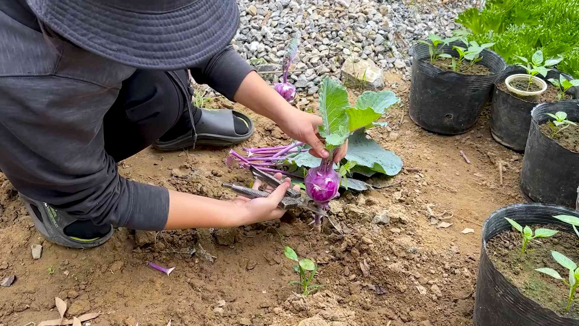 Grow Kohlrabi Easily