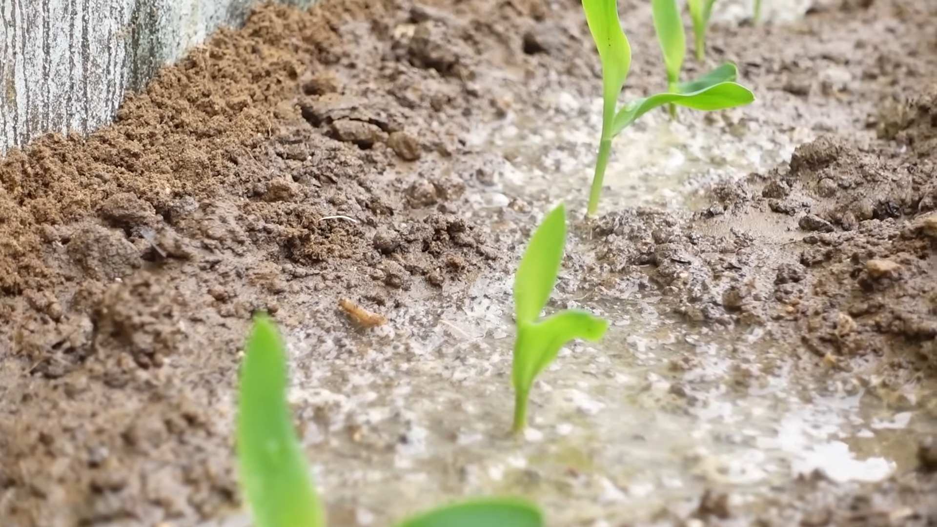 Concrete Corn Growing