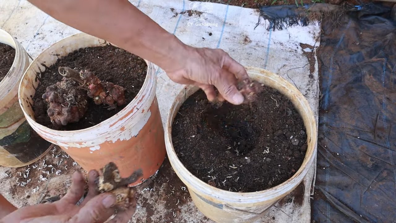 Growing Ginseng Yacon at Home