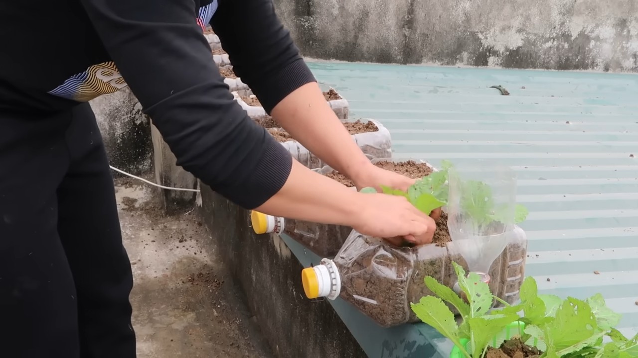 Grow vegetables at home