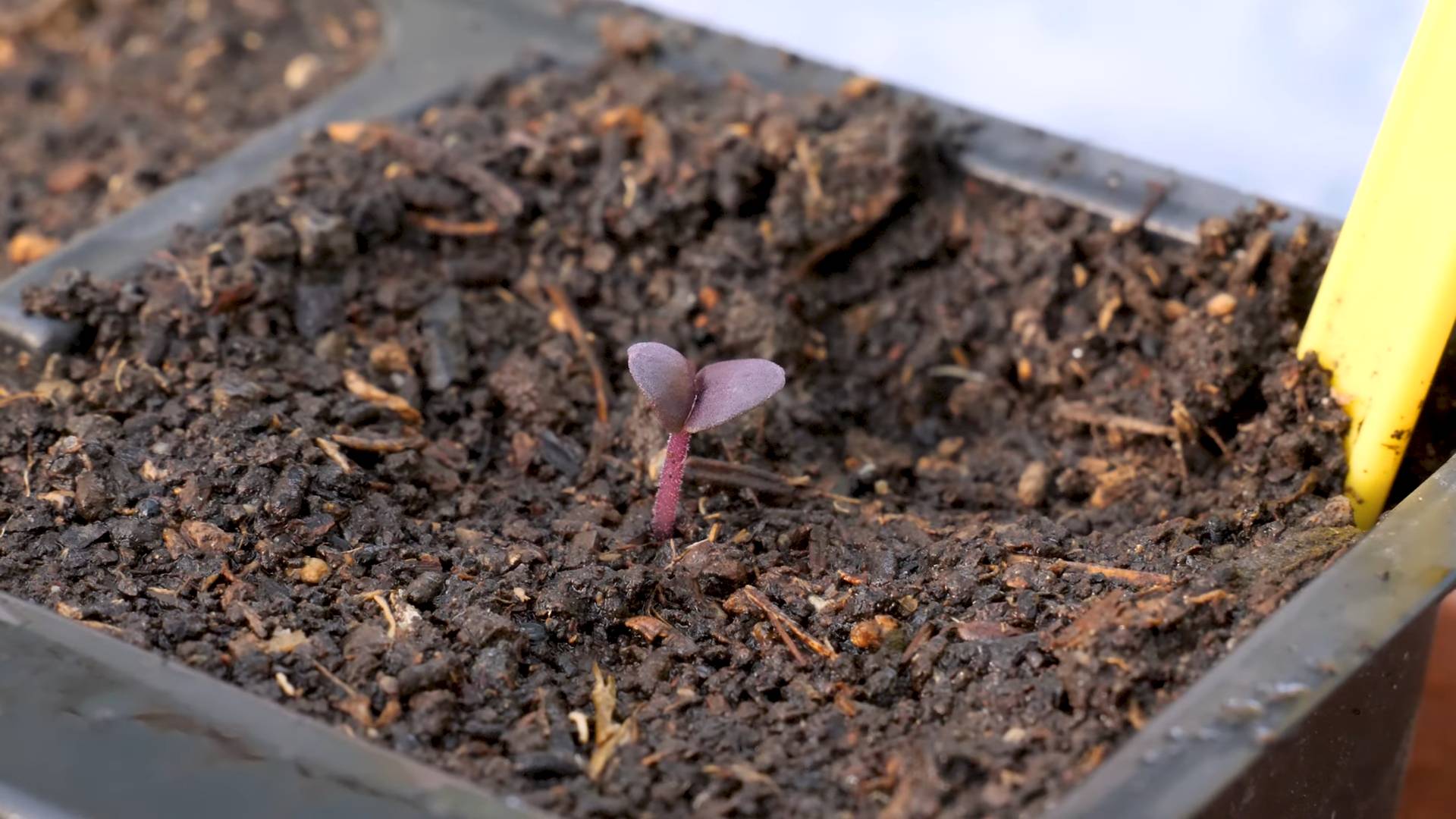 Grow Purple Basil Container