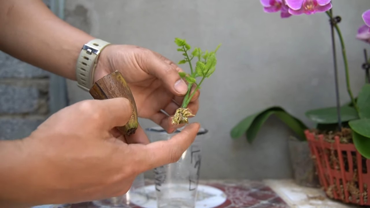 Tomato plant growth hack
