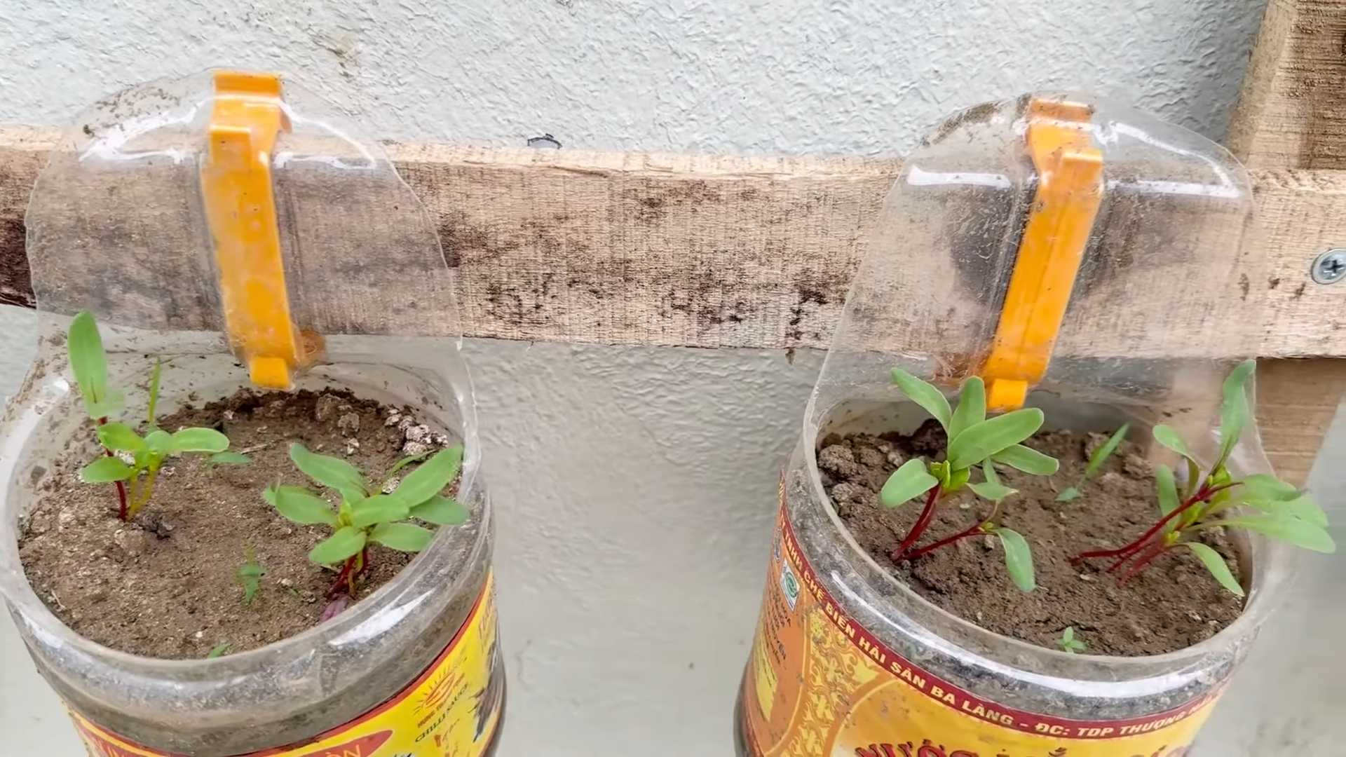 Grow Rainbow Chard Small Spaces