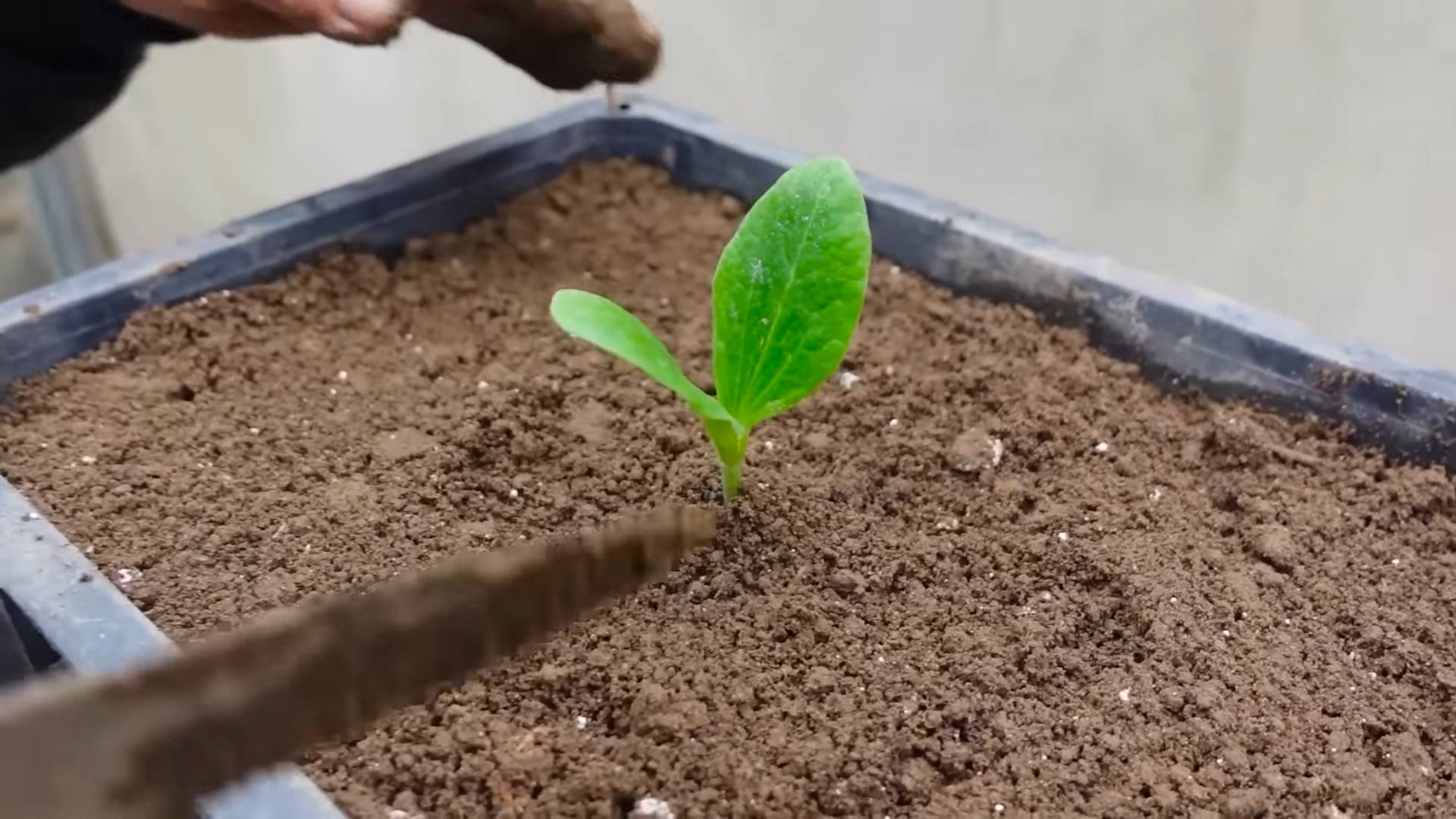 Zucchini harvest simple hack