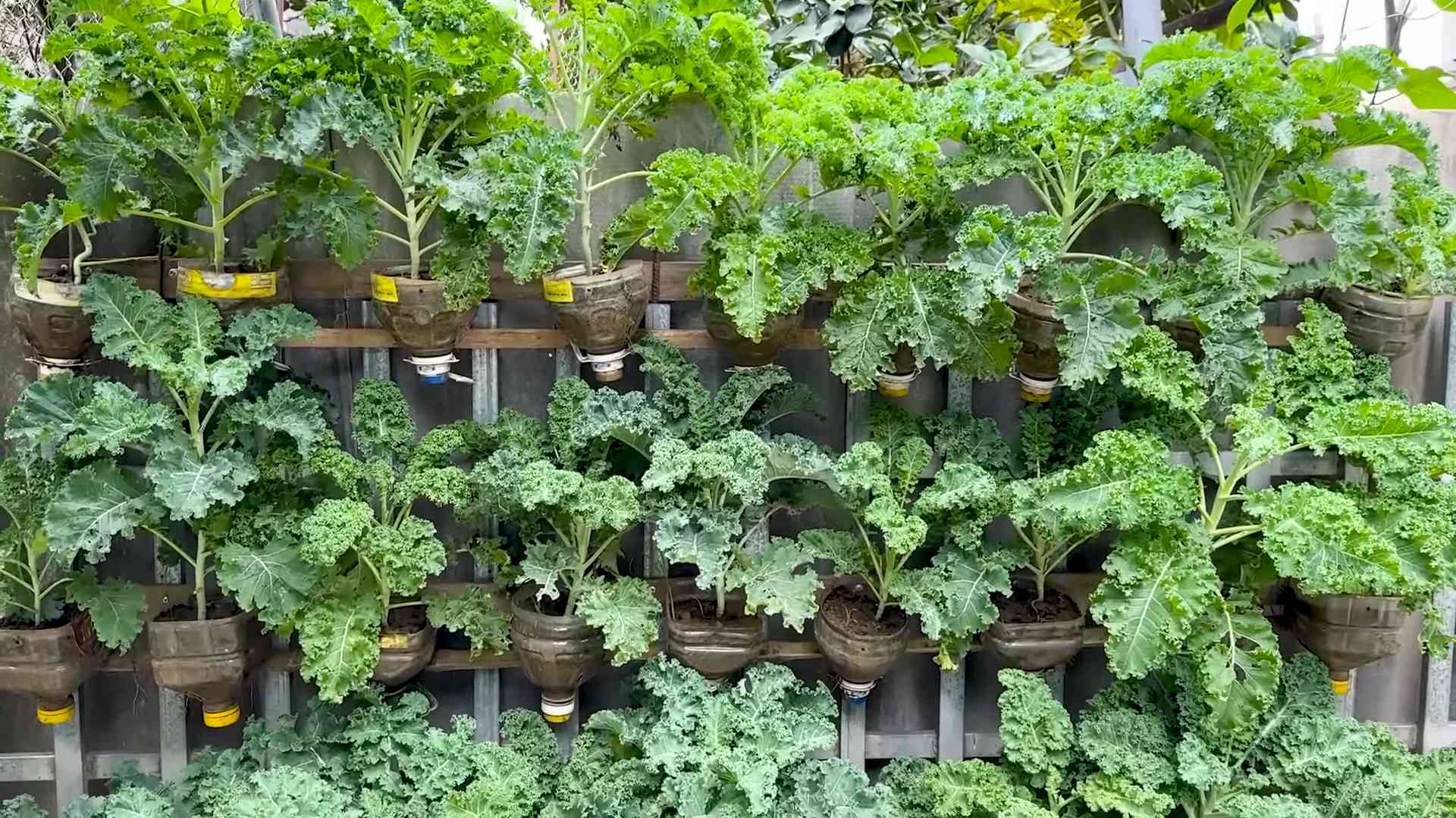 Growing Kale in Bottles