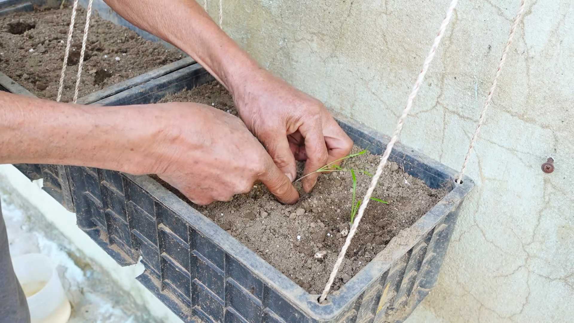 Grow Dill Fast