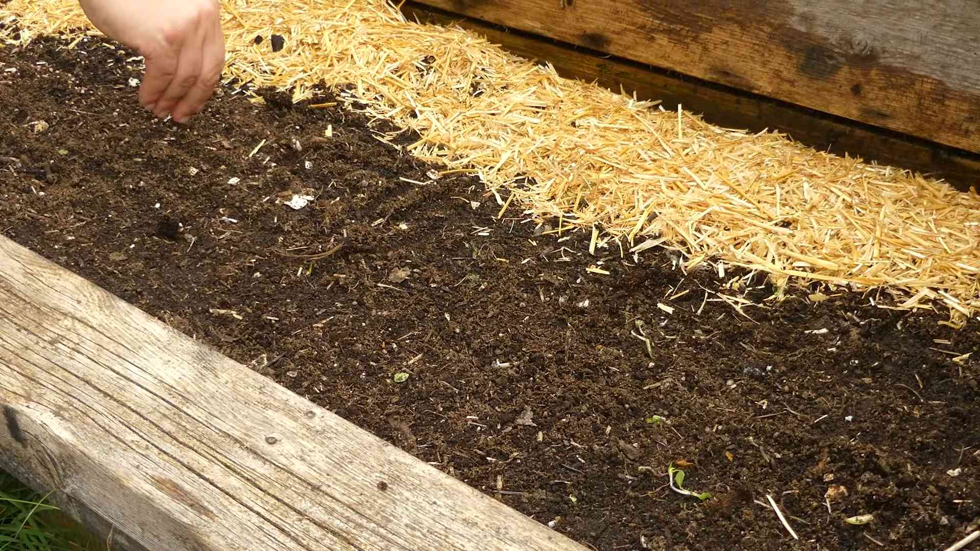 Grow radishes quickly