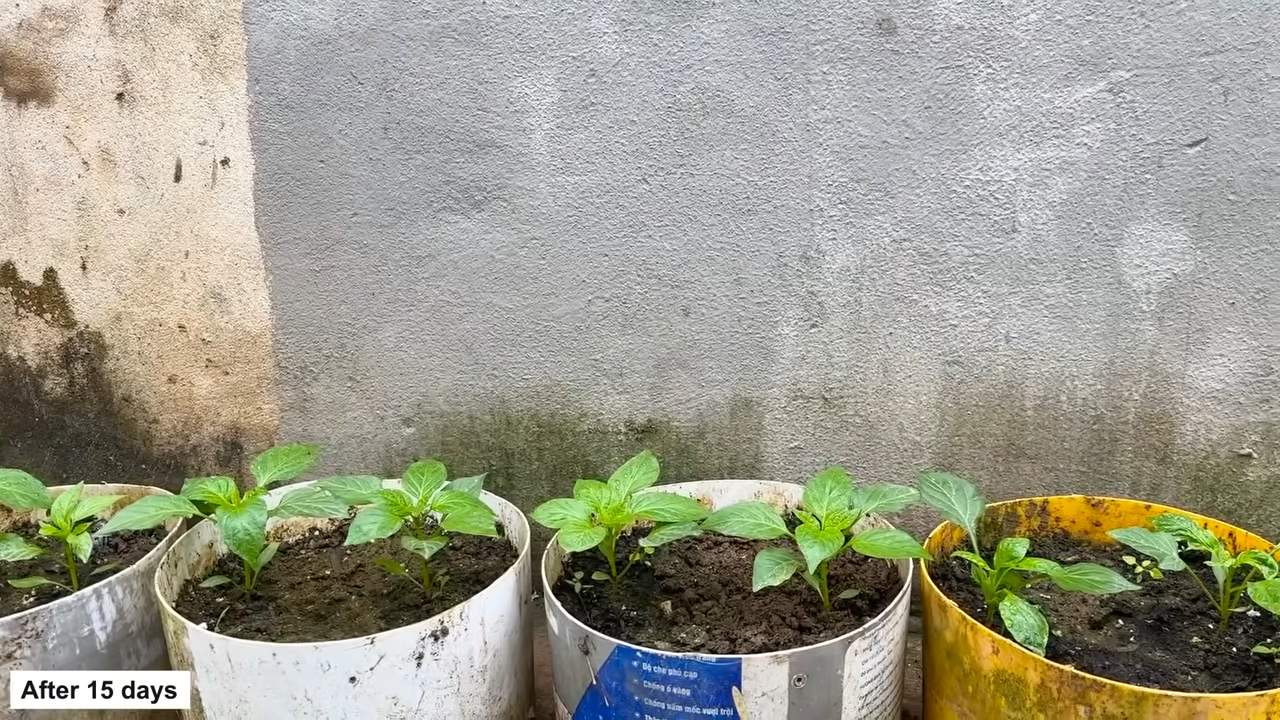 Growing Bell Peppers Guide