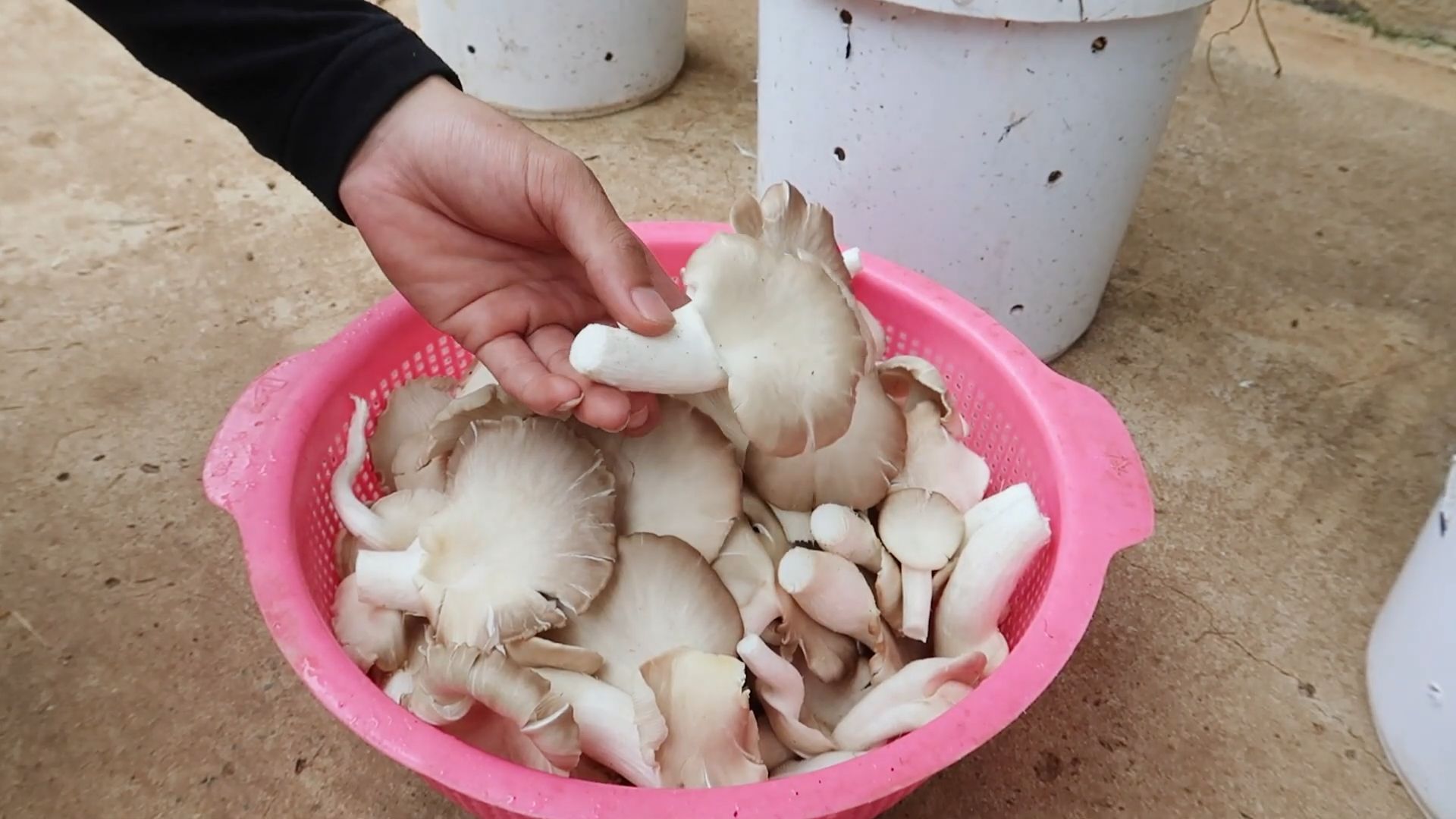 Mushroom Bulk Growing DIY