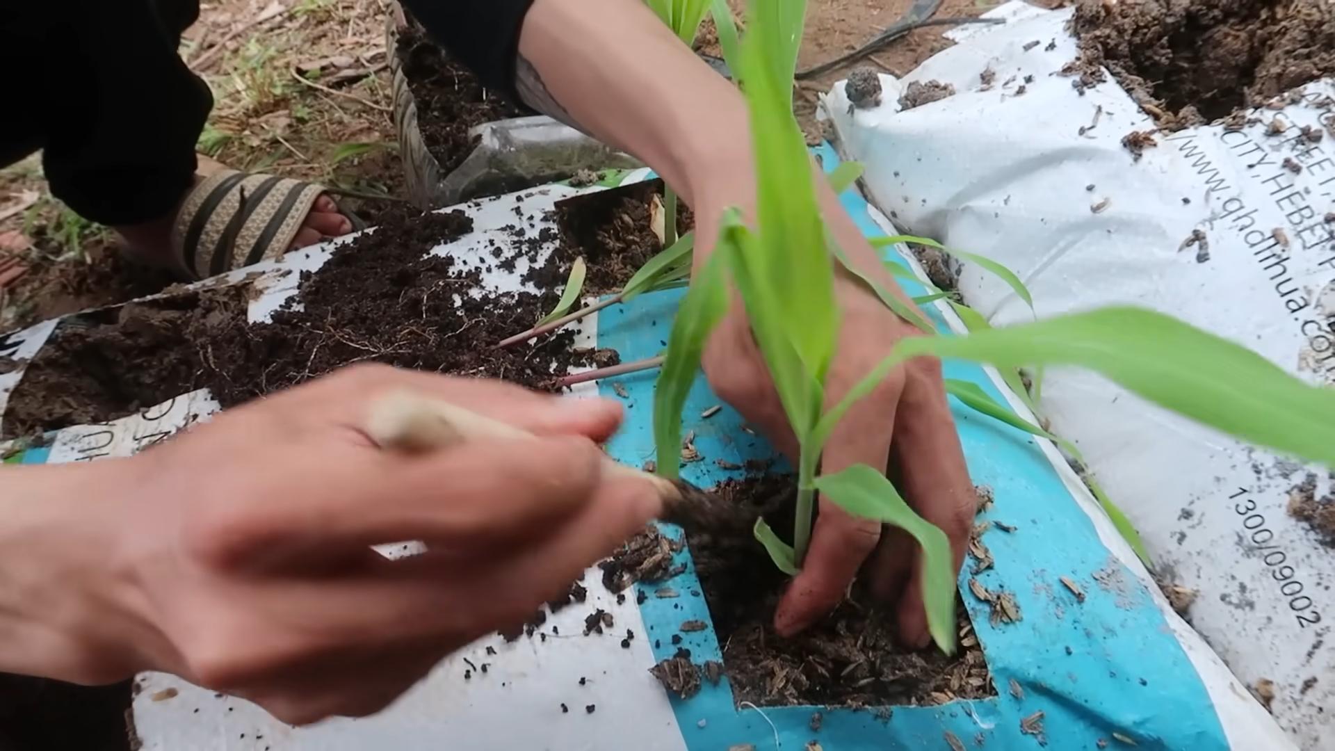 Planting Corn in Bags
