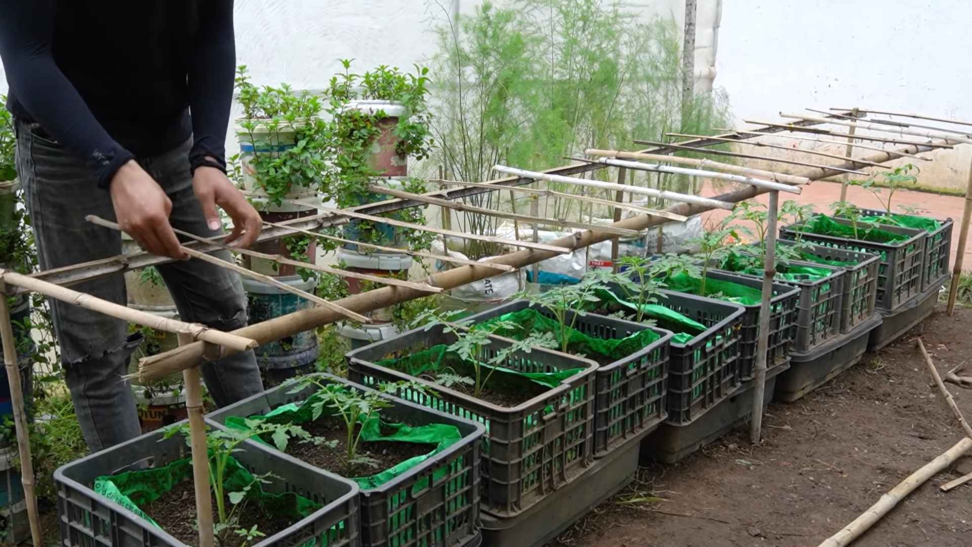 Unlimited Tomato Harvest