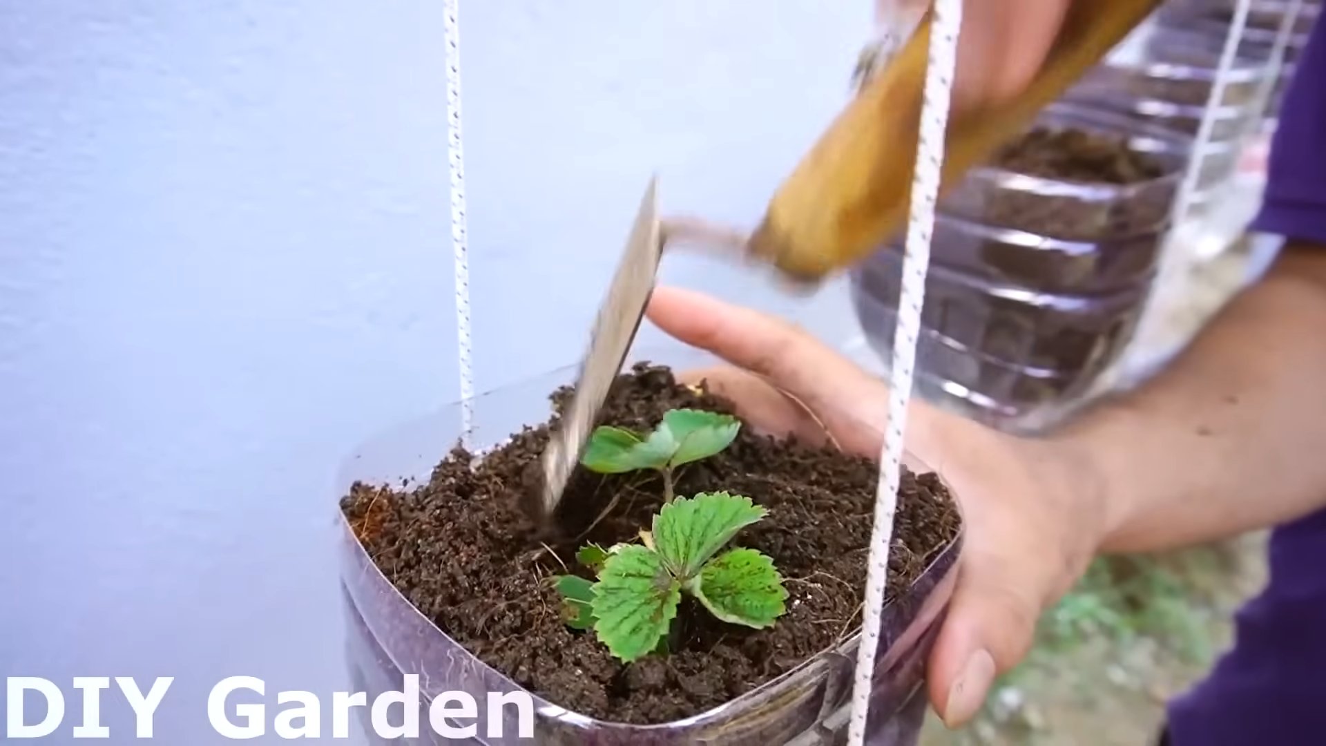 Strawberry Harvest Maximization