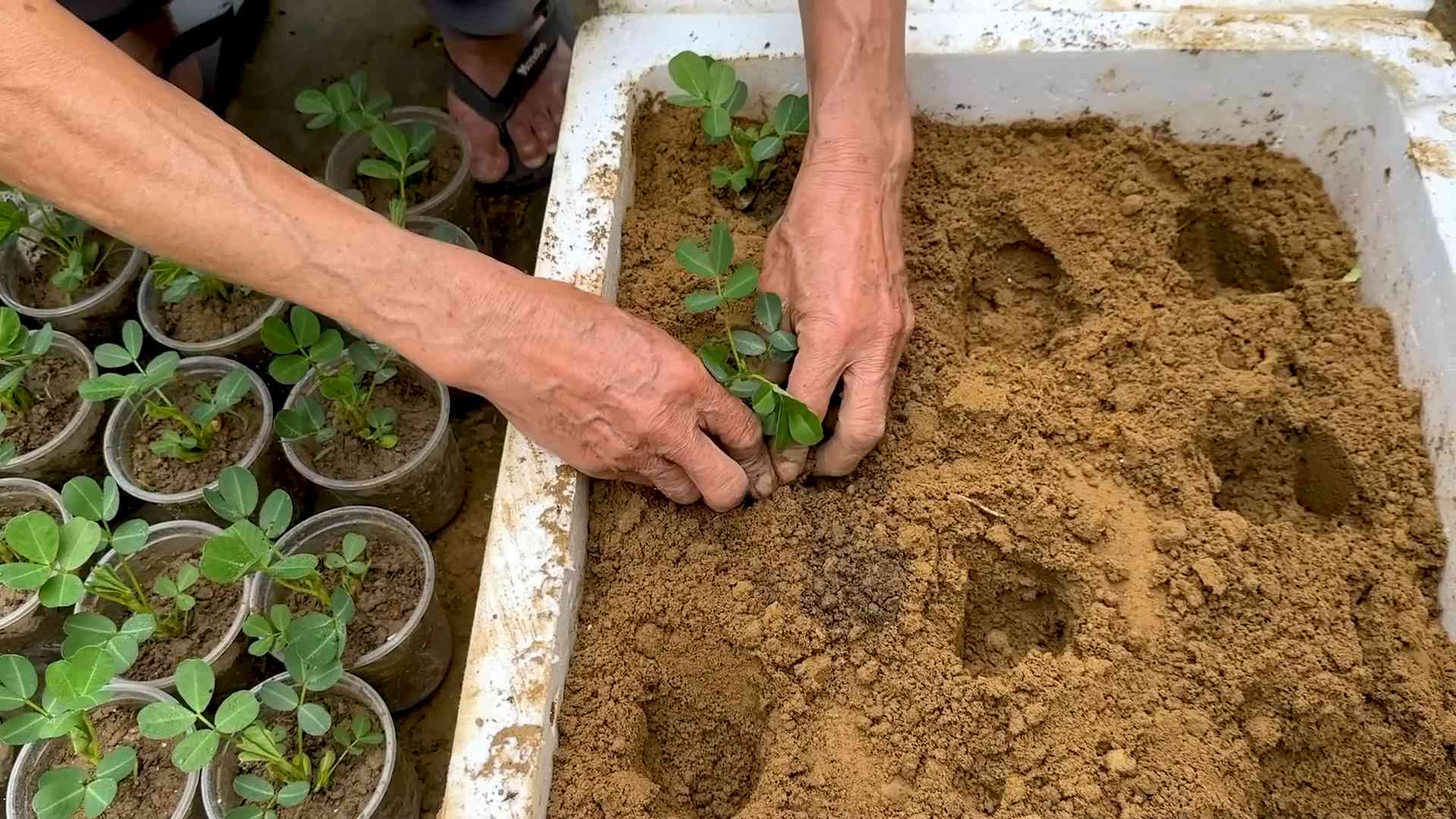 Growing Peanuts in Foam Box