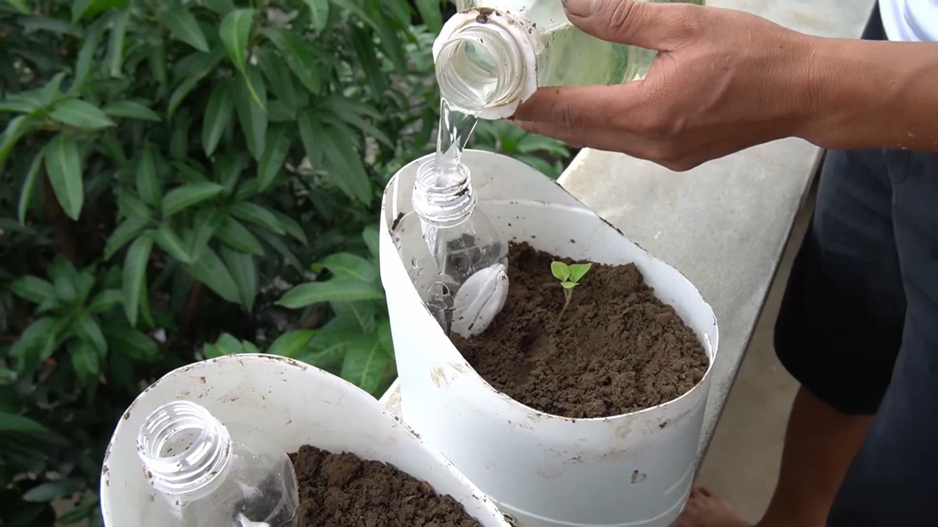 Balcony Gardening Bell Peppers