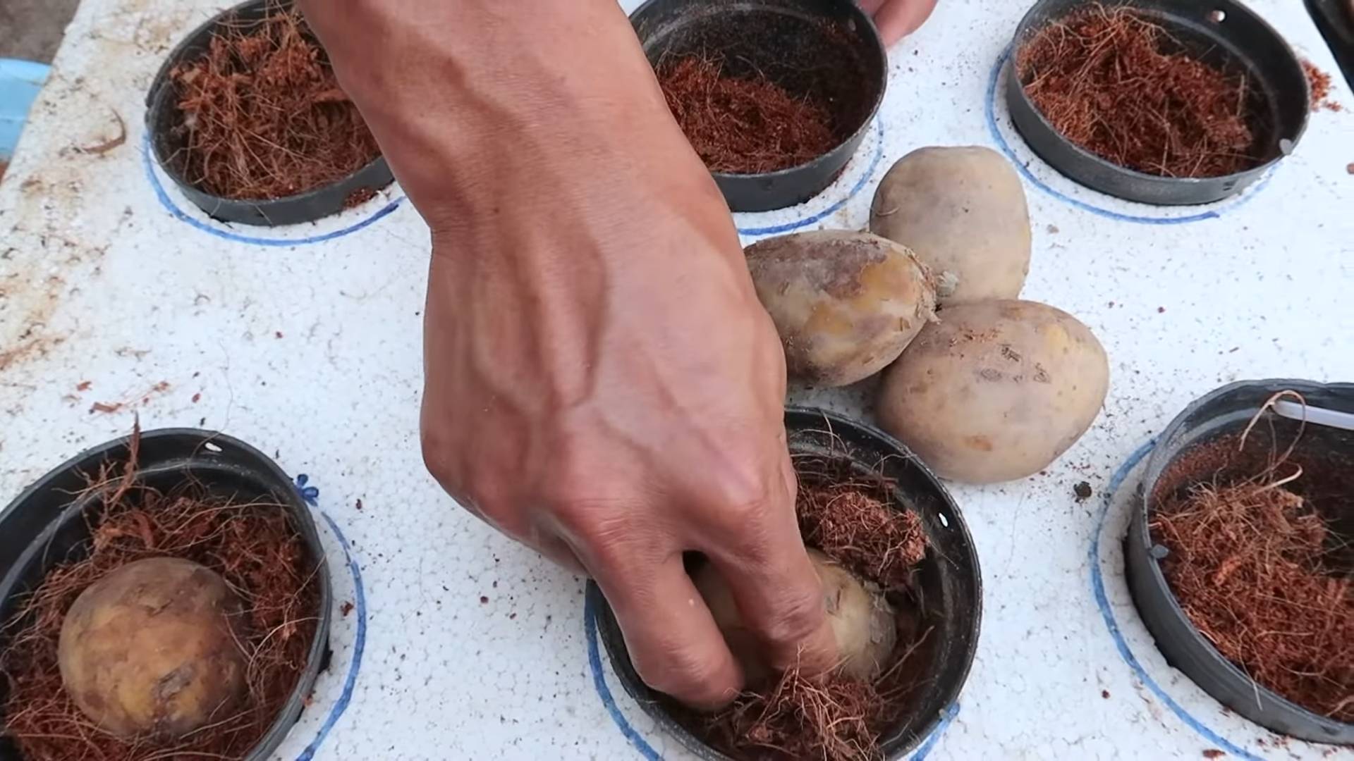 Growing Potatoes in Water