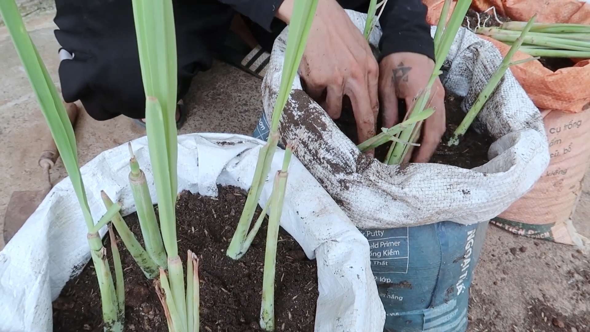Grow Carrots at Home