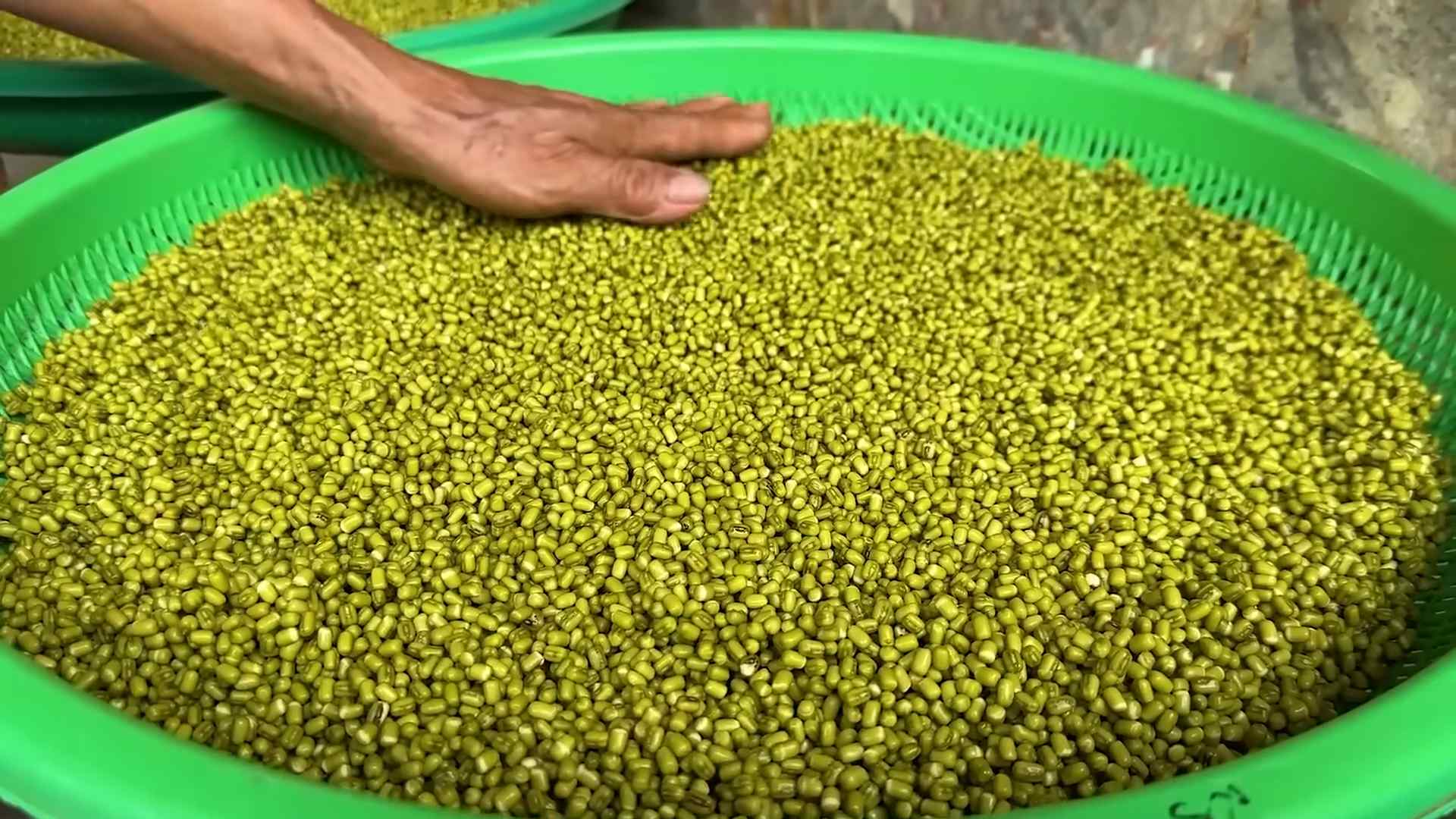 Bean Sprouts Home Growing