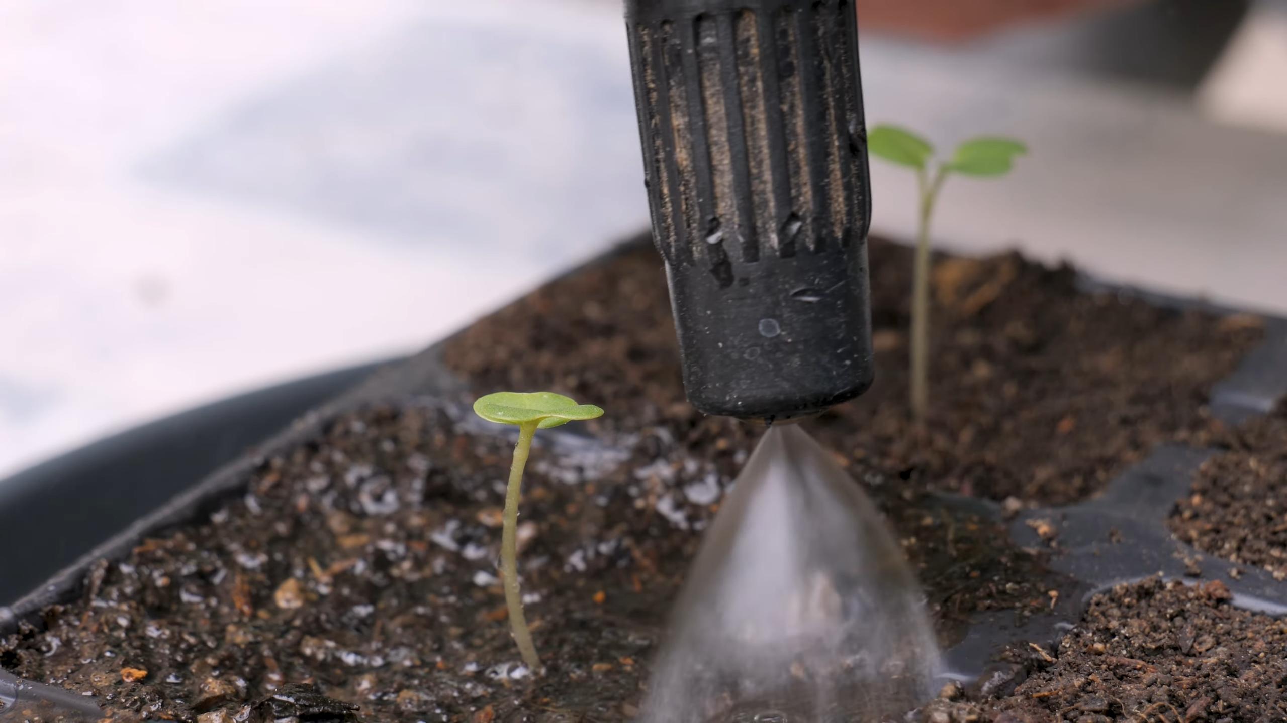 Container Gardening Rutabaga
