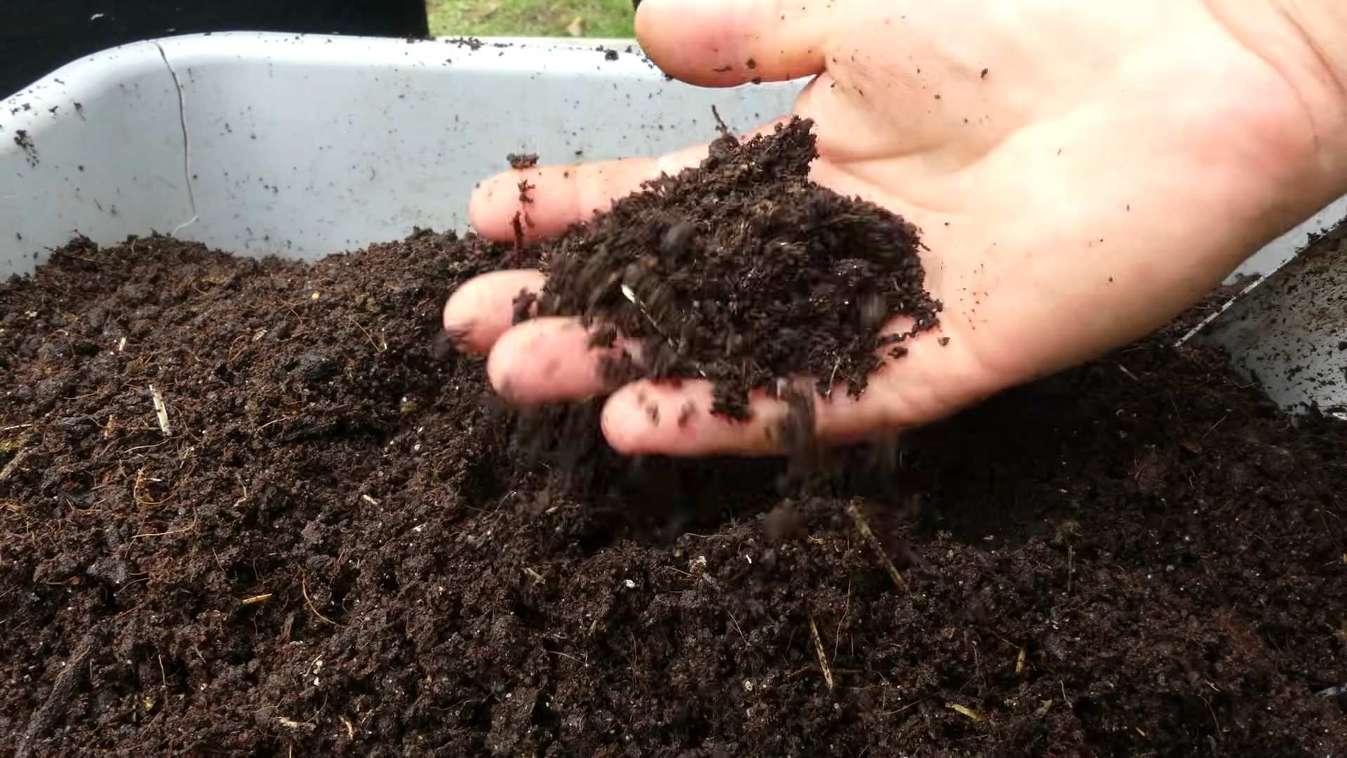 Carrot container gardening