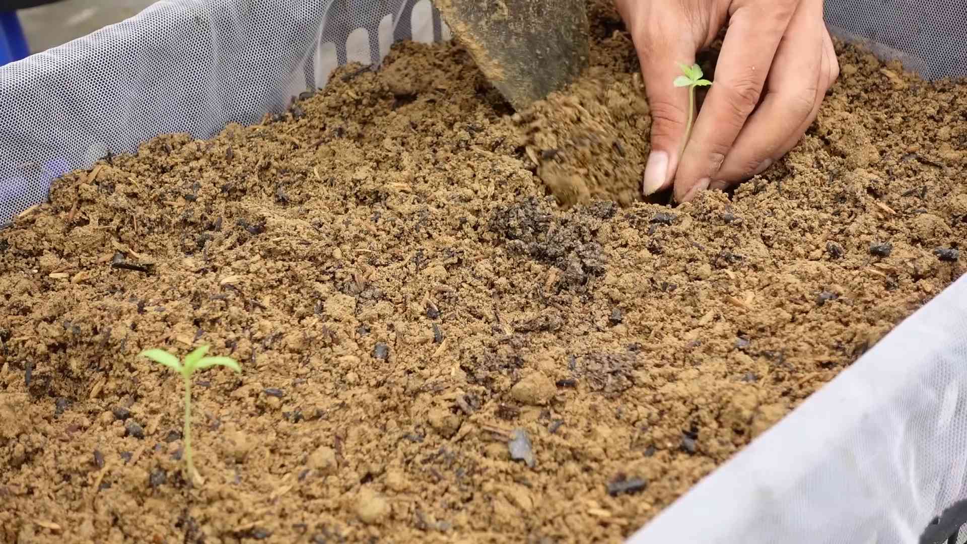 Grow Juicy Tomatoes Home