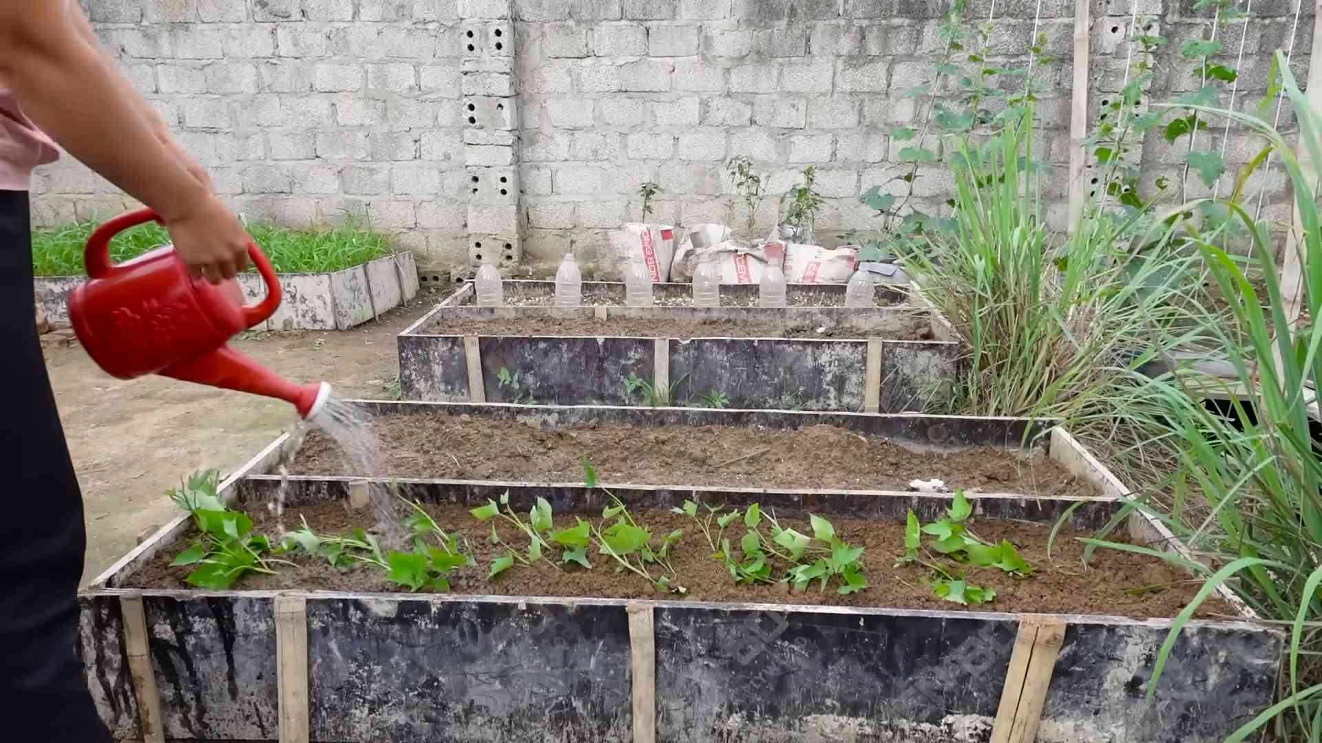 Growing Sweet Potatoes in Bags
