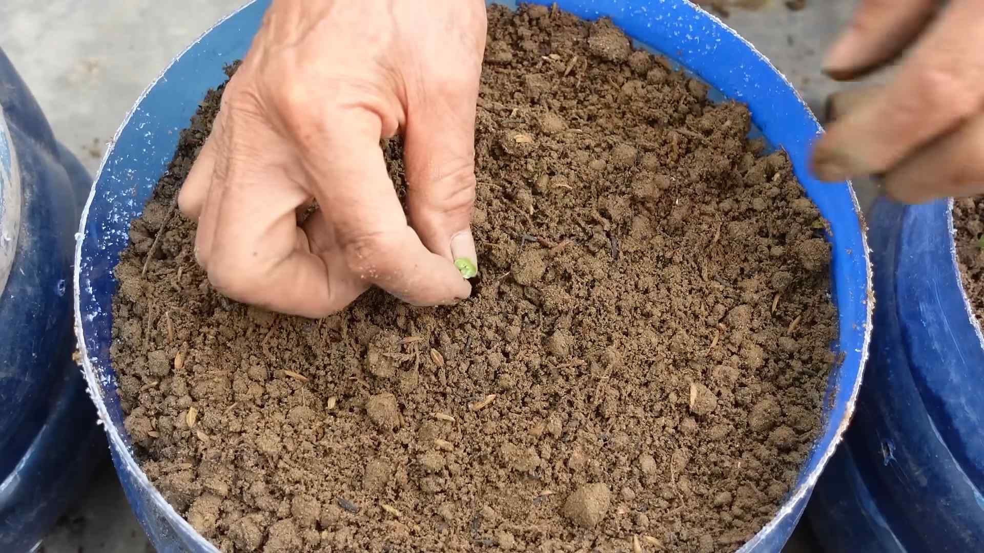 Grow Napa Cabbage Container