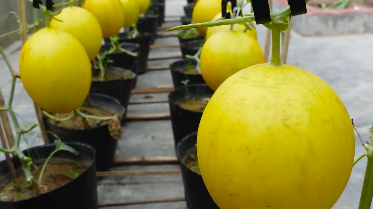 Grow Large Melons at Home