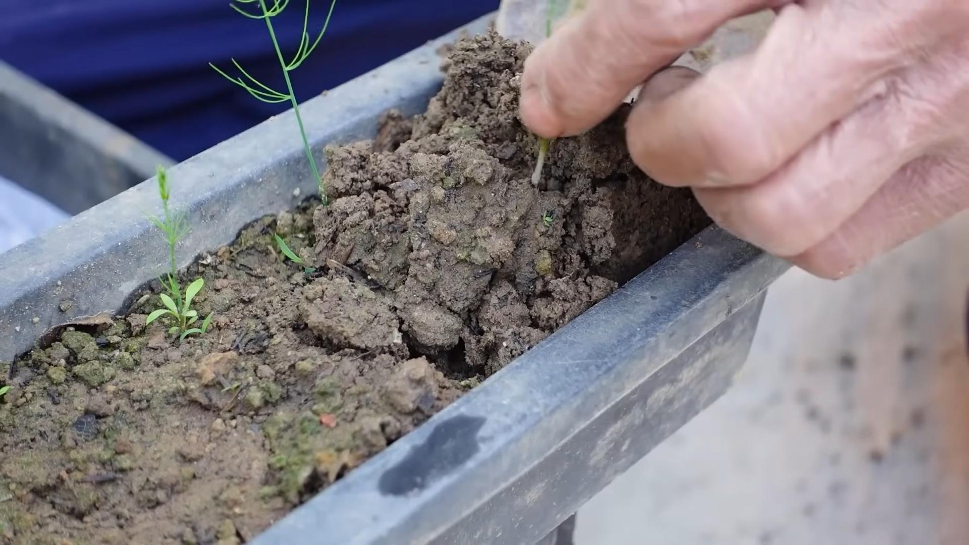 Growing Asparagus Backyard